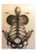  Anatomie